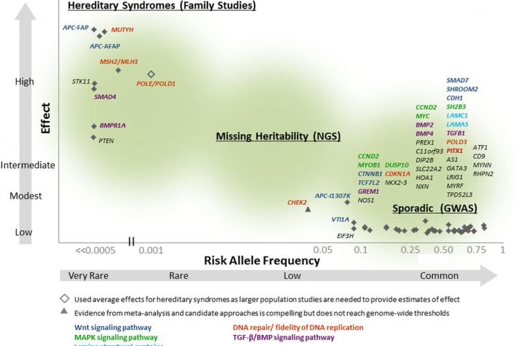  A subset of genetic susceptibility variants for colorectal cancer 